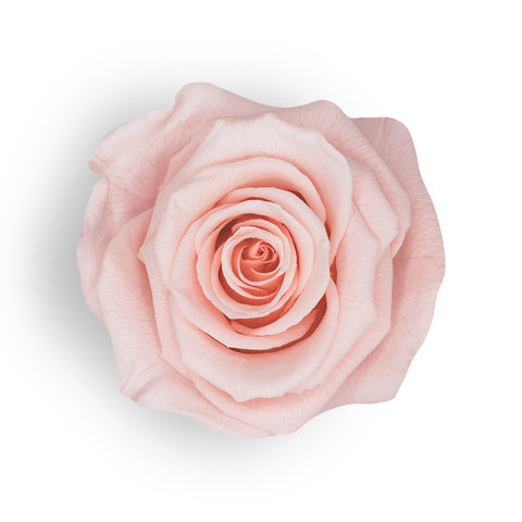 Rosewood Pink