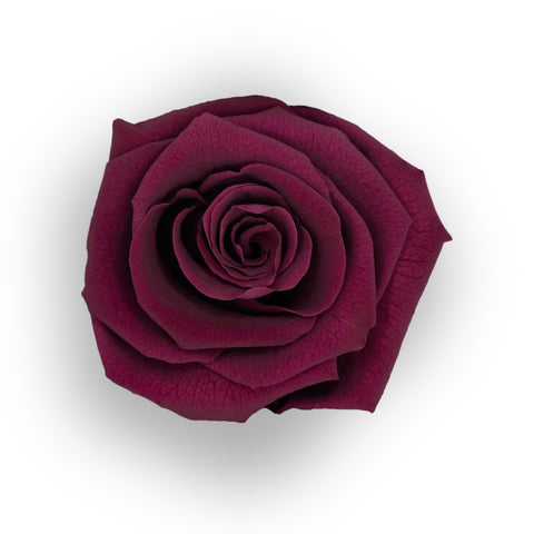 Merlot