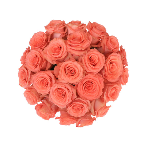 Coral Roses