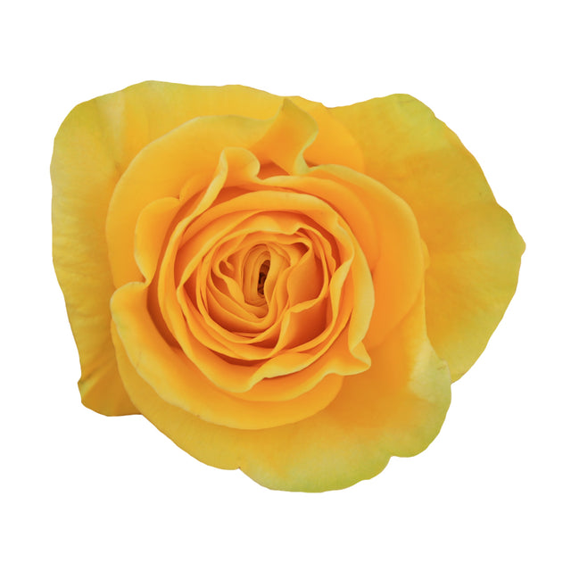 Brighton – Ecuaplanet Roses