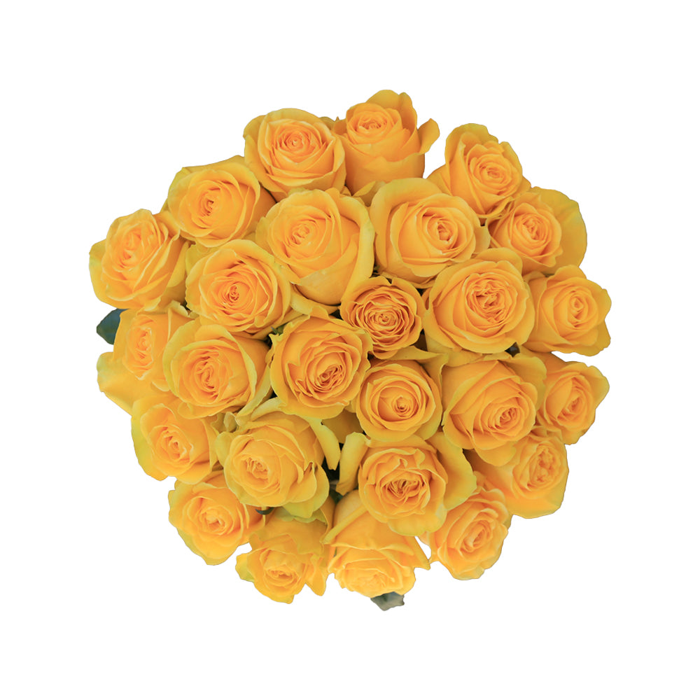 Brighton – Ecuaplanet Roses