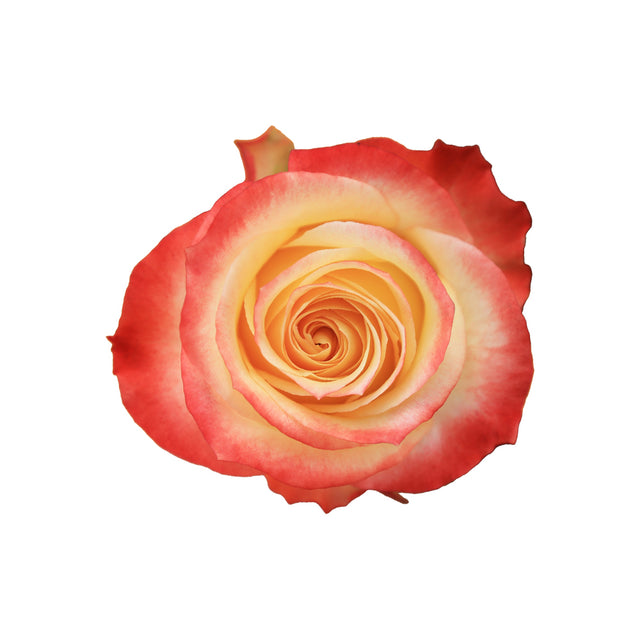 Cabaret – Ecuaplanet Roses