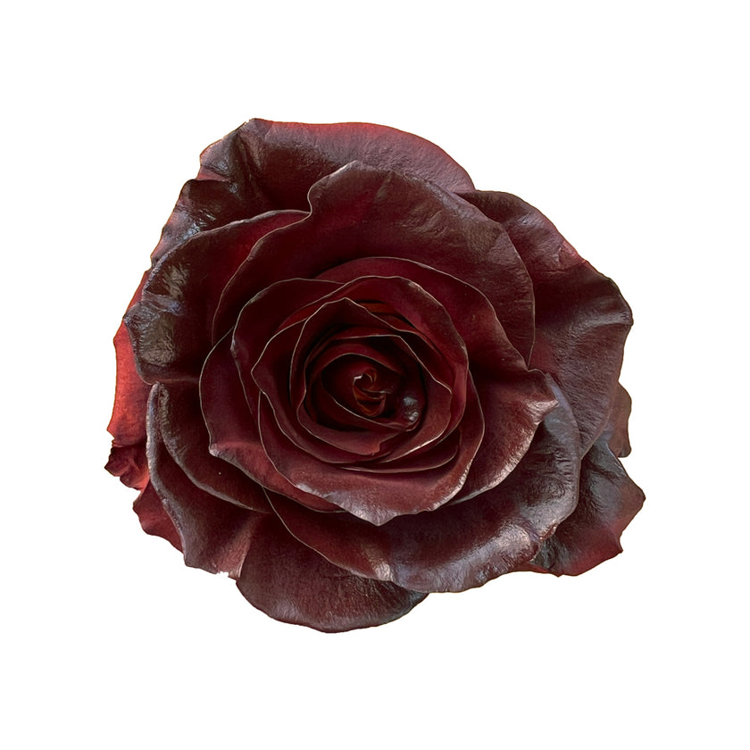 Cinnamon Kiss – Ecuaplanet Roses