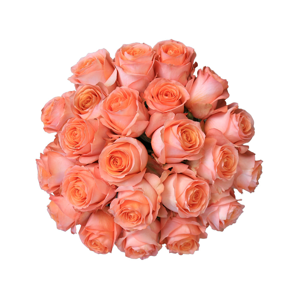 White Roses Reef Coral Reef – Ecuaplanet Roses
