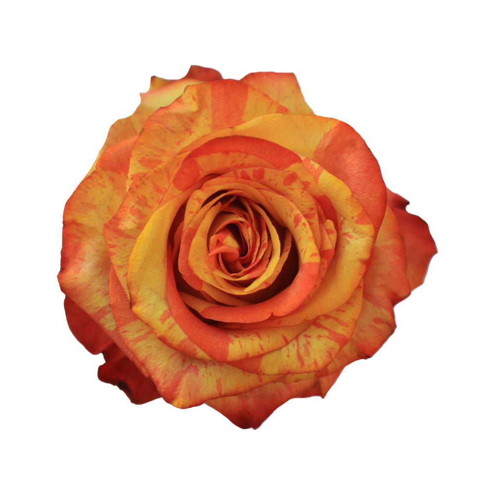 Fireworks – Ecuaplanet Roses