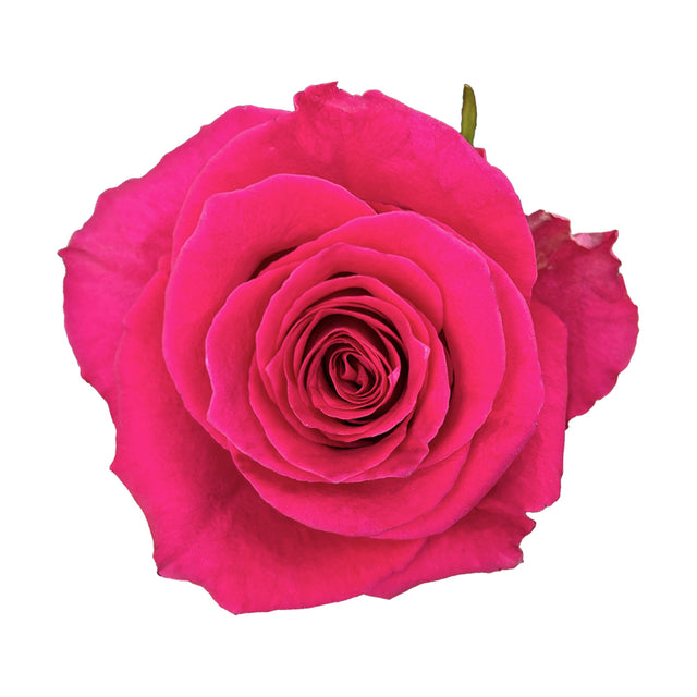 Gotcha – Ecuaplanet Roses