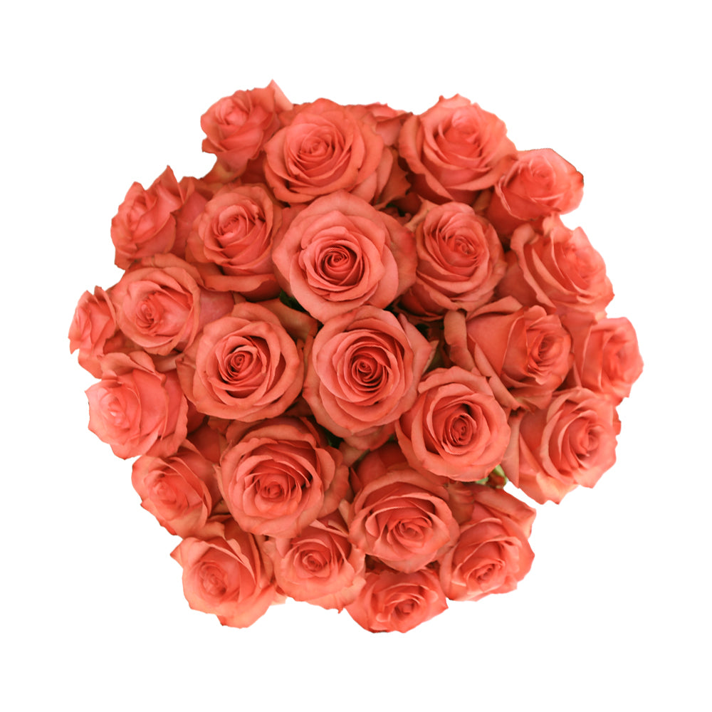 High & Orange – Ecuaplanet Roses