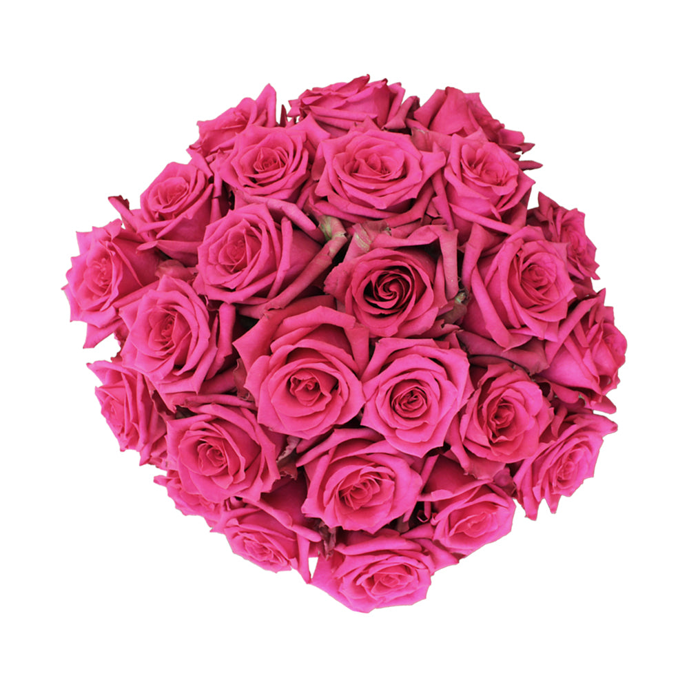 Hot Explorer – Ecuaplanet Roses