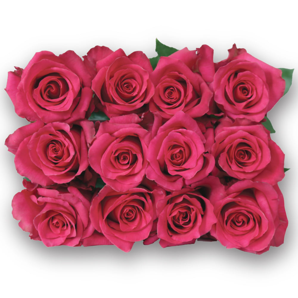 Hot Explorer – Ecuaplanet Roses