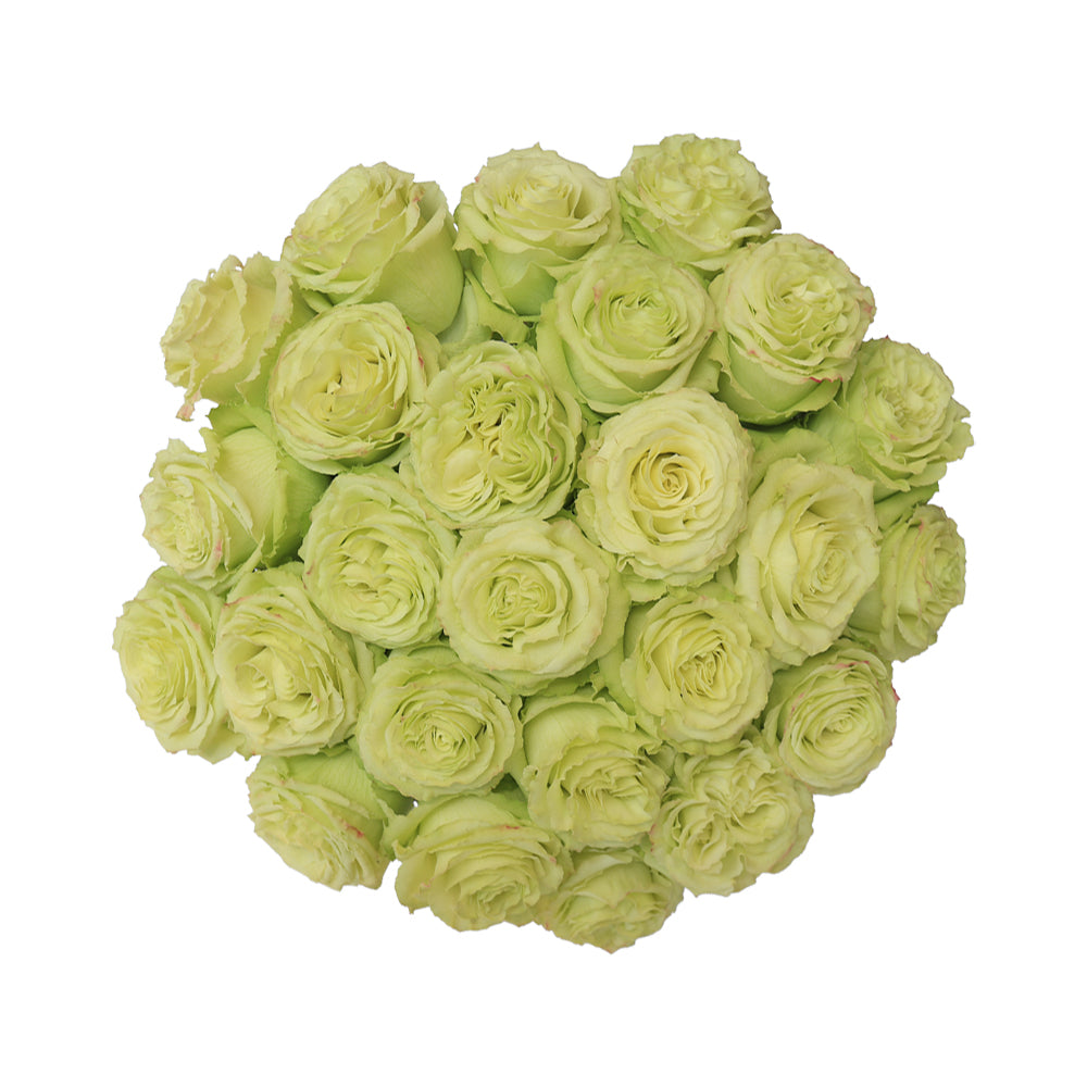 Lemonade – Ecuaplanet Roses