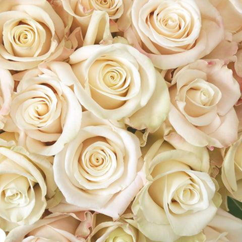 Merengue