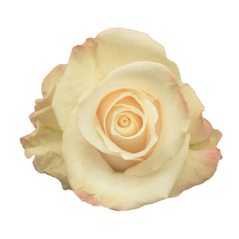Merengue