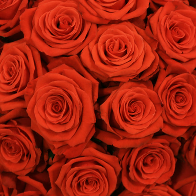 Nina – Ecuaplanet Roses