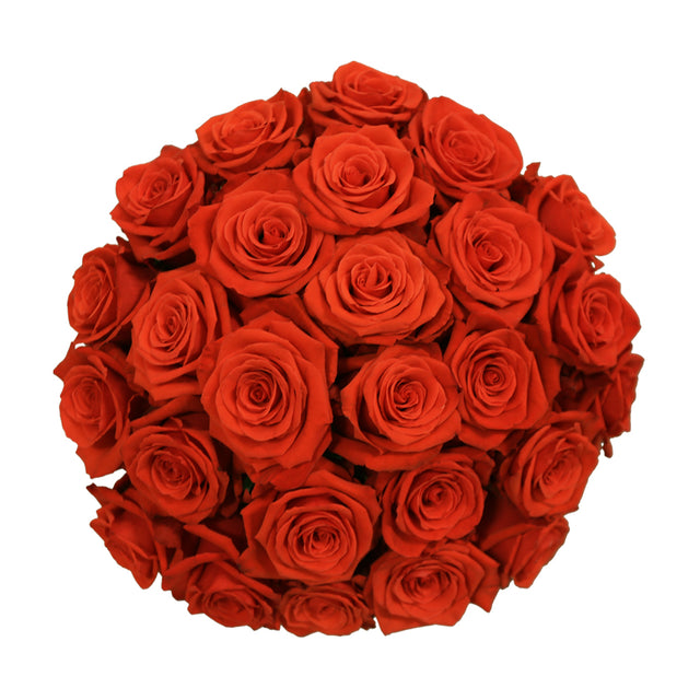 Nina – Ecuaplanet Roses
