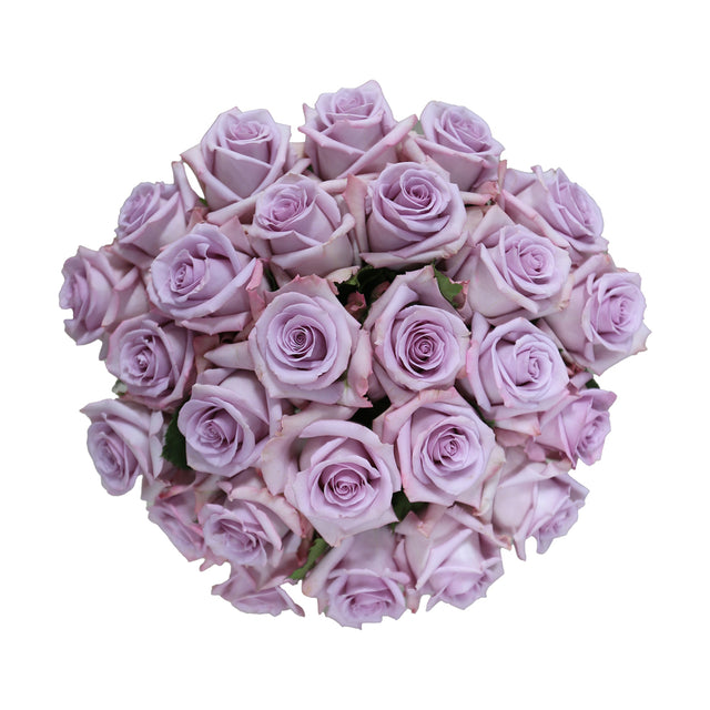 Ocean Song – Ecuaplanet Roses