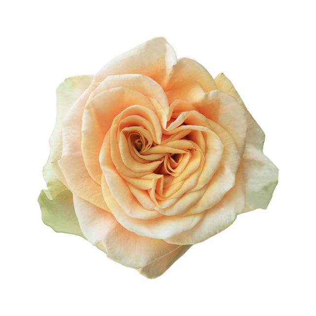 Phoenix – Ecuaplanet Roses
