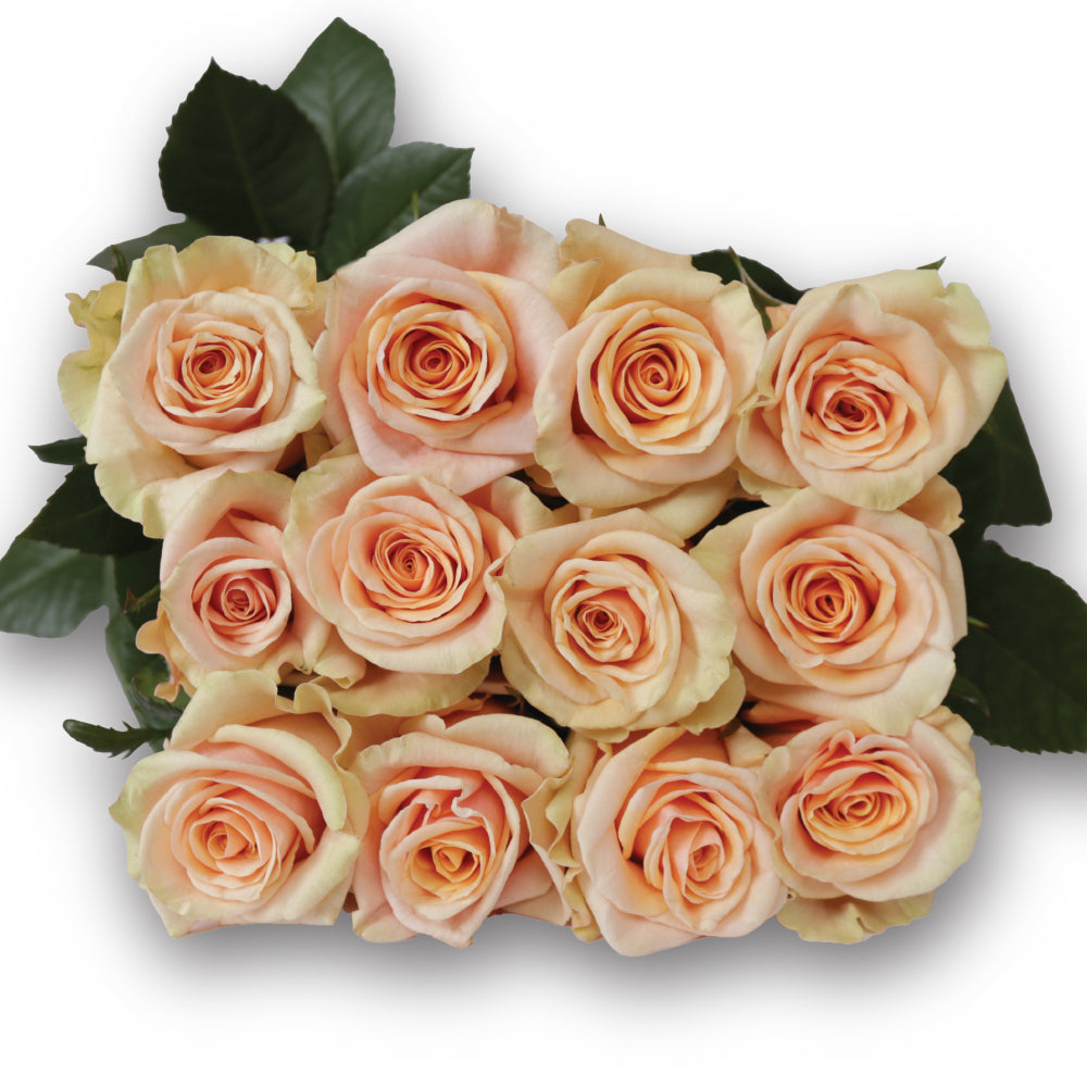 Phoenix – Ecuaplanet Roses
