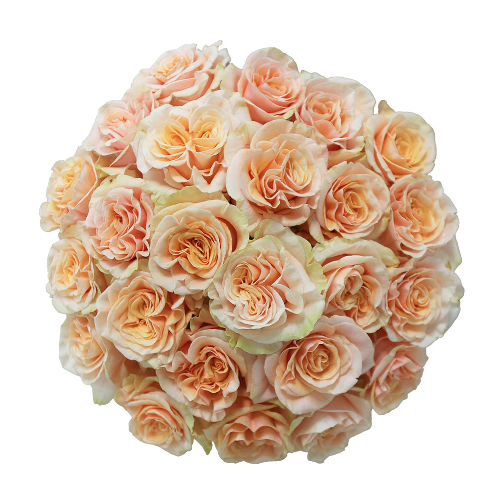 Phoenix – Ecuaplanet Roses