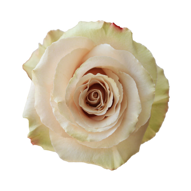 Quicksand – Ecuaplanet Roses