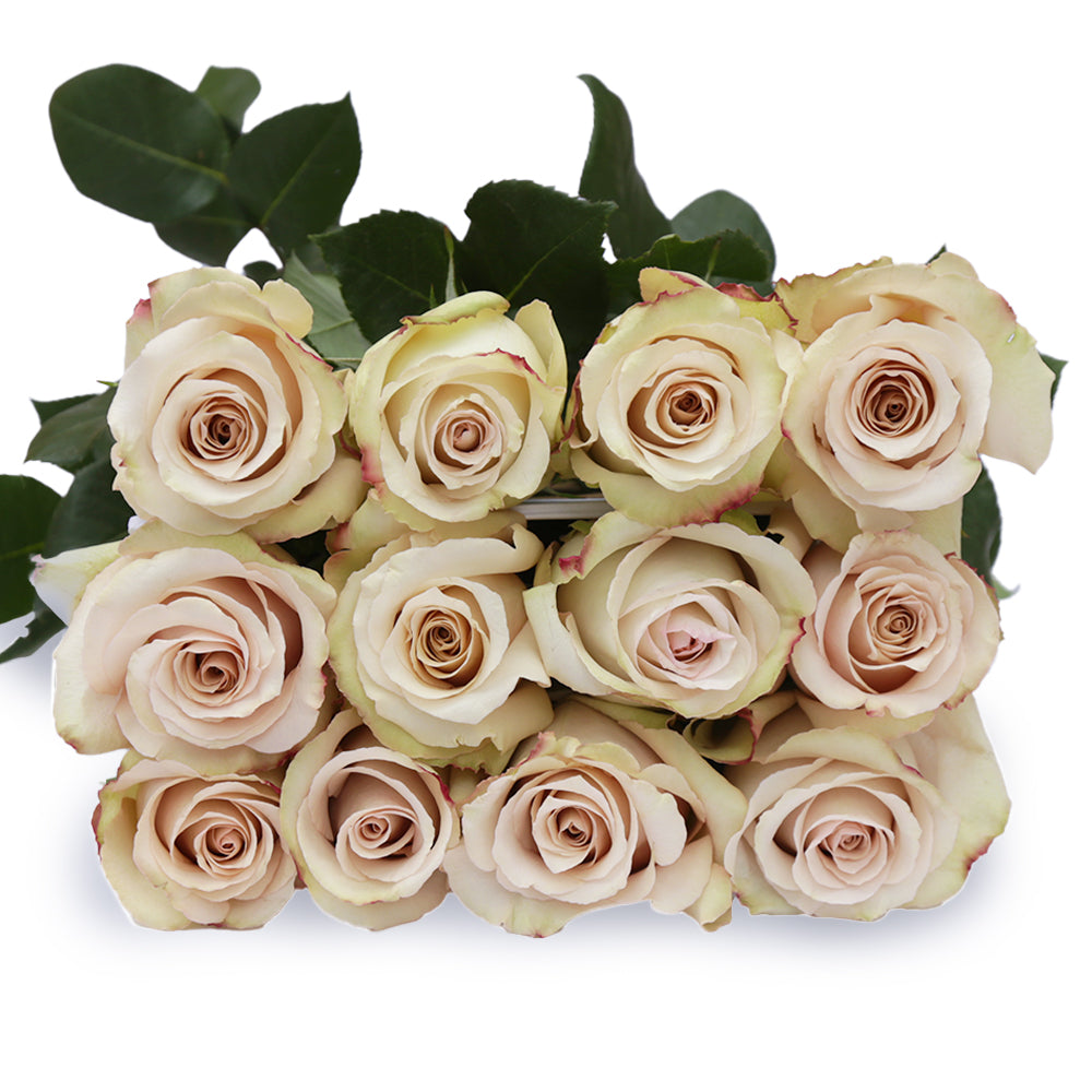 Quicksand – Ecuaplanet Roses