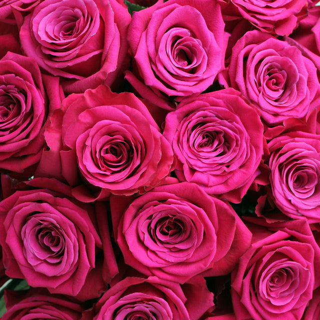 Roseberry – Ecuaplanet Roses
