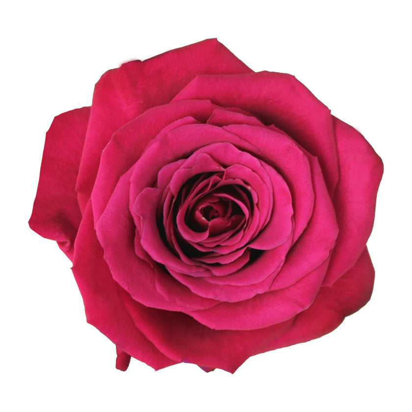Roseberry – Ecuaplanet Roses