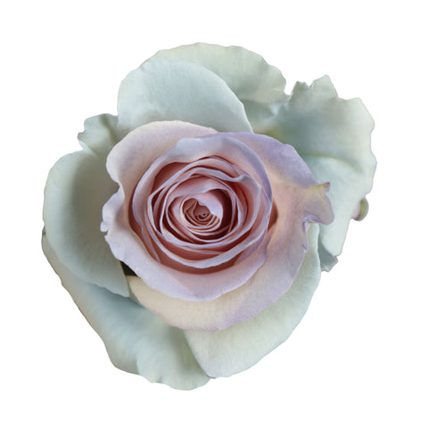 Blush Mint