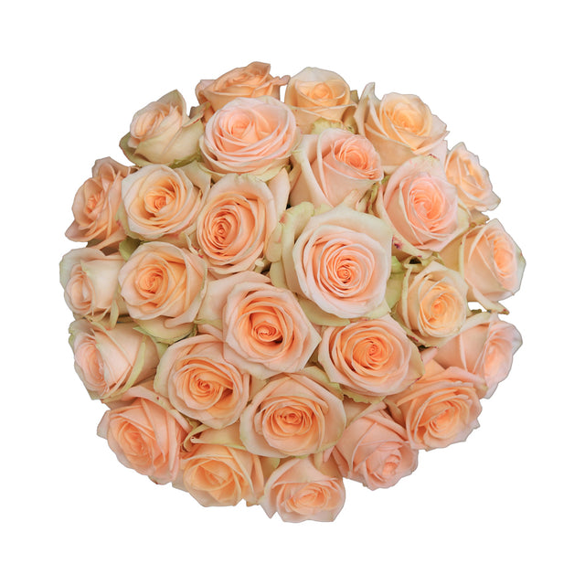 Tiffany – Ecuaplanet Roses