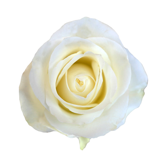 White Chocolate – Ecuaplanet Roses
