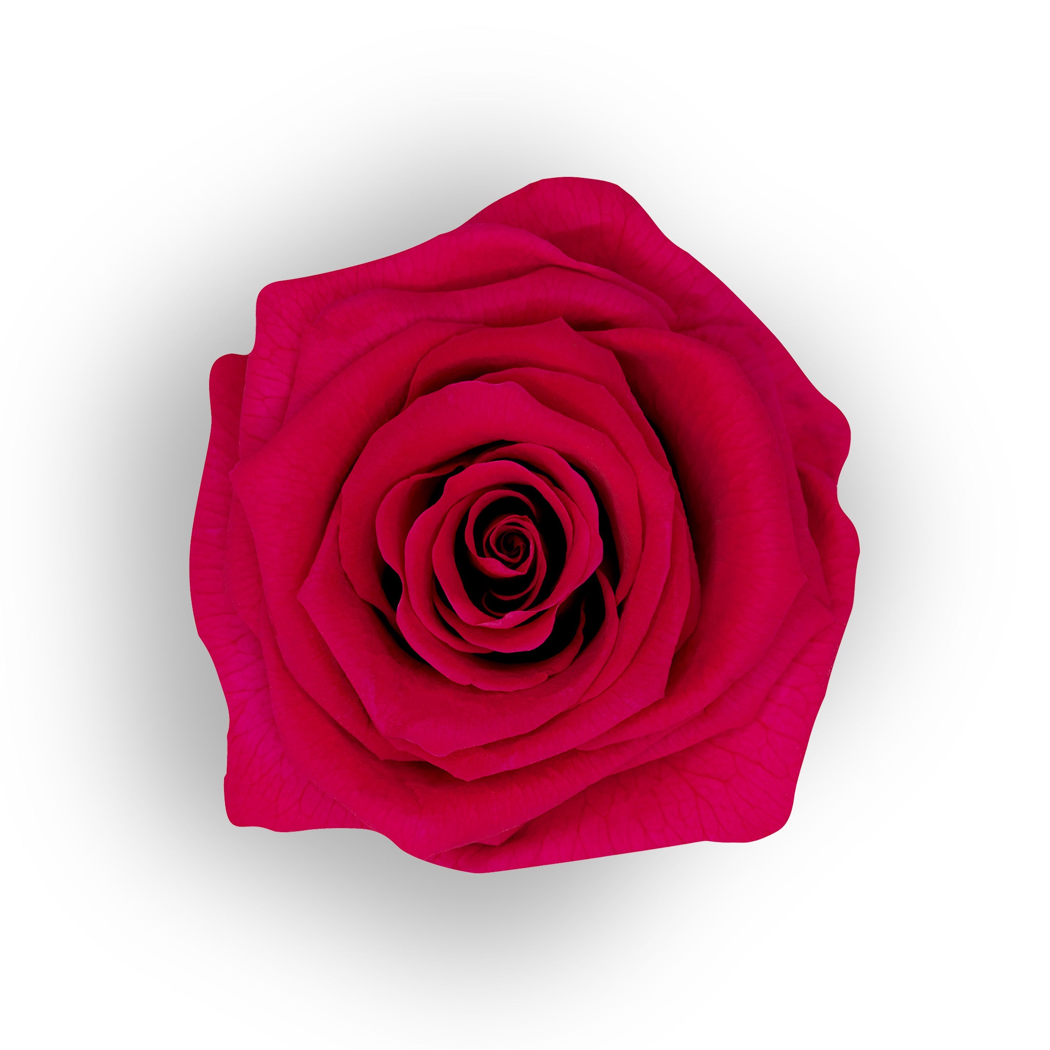 Raspberry – Ecuaplanet Roses